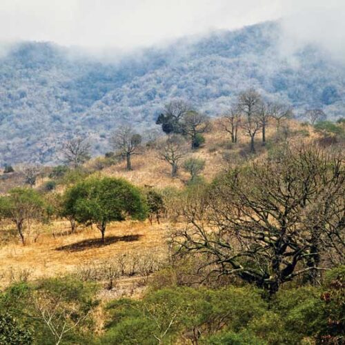Dryland Forests in Plain Sight